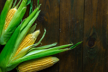 fresh raw organic ripe yellow uncooked sweet  corn cob dark rustic wooden table background closeup copy space Top view agriculture  leaves plate autumn. maize