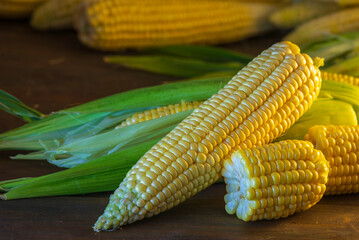 fresh raw organic ripe yellow uncooked sweet  corn cob dark rustic wooden table background closeup copy space agriculture  concept leaves plate autumn harvest banner.