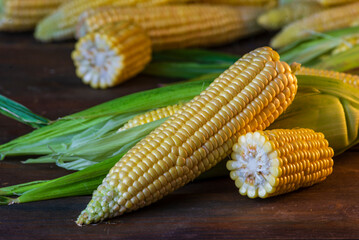 fresh raw organic ripe yellow uncooked sweet  corn cob dark rustic wooden table background closeup copy space agriculture  concept leaves plate autumn harvest banner.