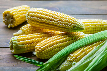 fresh raw organic ripe yellow uncooked sweet  corn cob dark rustic wooden table background closeup copy space agriculture  concept leaves plate autumn harvest banner. maize