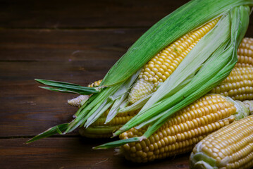 fresh raw organic ripe yellow uncooked sweet  corn cob dark rustic wooden table background closeup copy space agriculture  concept leaves plate autumn harvest banner. maize