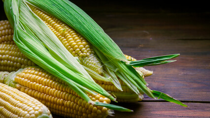 fresh raw organic ripe yellow uncooked sweet  corn cob dark rustic wooden table background closeup copy space agriculture  concept leaves plate autumn harvest banner. maize