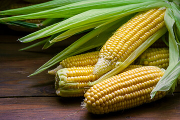 fresh raw organic ripe yellow uncooked sweet  corn cob dark rustic wooden table background closeup copy space agriculture  concept leaves plate autumn harvest banner.