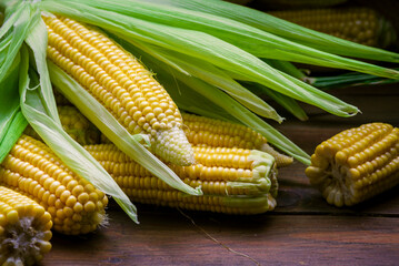 fresh raw organic ripe yellow uncooked sweet  corn cob dark rustic wooden table background closeup copy space agriculture  concept leaves plate autumn harvest banner. maize