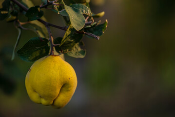 Fresh, bio, sweet and healthy quinces on tree at local farm green background ripe Immature (Cydonia oblonga) orchard selective focus sunset. autumn