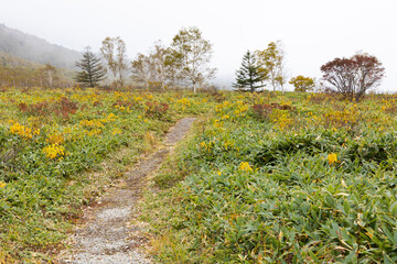Obraz premium 秋の高原の風景 群馬県野反湖畔の紅葉