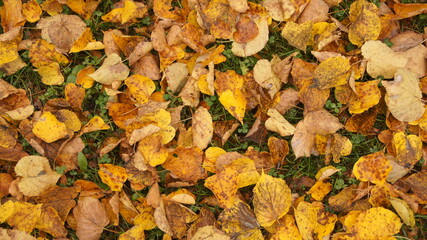 Autumn 