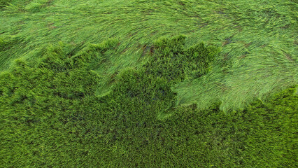 Aerial. Green ricefield texture background. Top view from drone.2 parts, perennial rice and broken rice fall to the ground. focus selection.