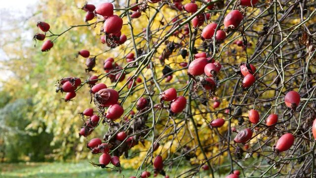  Berries of Rosehip, or wild rosa, or rosa canina in autumn