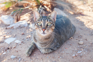 cat on the beach