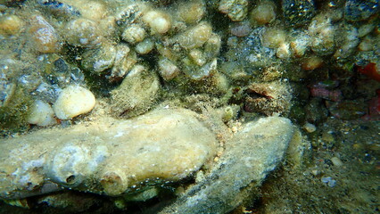 Fototapeta na wymiar Bivalve mollusc Noah's ark shell or Noah's ark, Noah's arch (Arca noae) undersea, Aegean Sea, Greece, Halkidiki