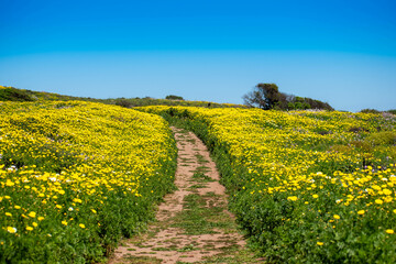 Prado de flores
