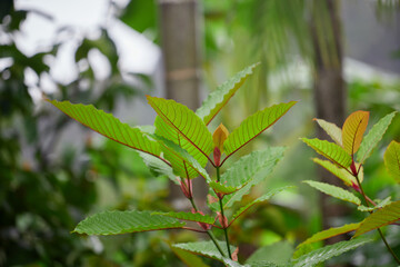 Mitragyna speciosa or Kratom leaves 