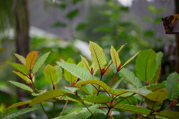 Mitragyna speciosa or Kratom leaves 
