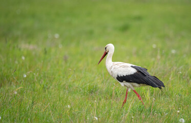 A stork in a meadow during a drizzle. Symbol of spring in Europe. A stork looking for food in the grass. Rural landscape.