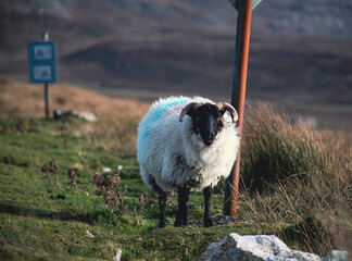 Irish sheep grazing grass on a steep hill. Beautiful landscape scenery with blue sky and ocean in...