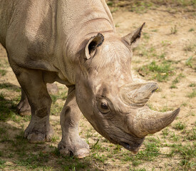 Obraz premium white rhino in zoo