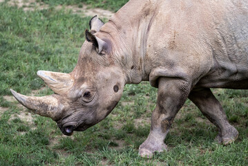 Fototapeta premium rhino in the sun