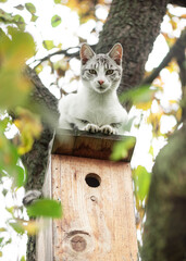 The lurking cat on the birdhouse wait for its bird prey.