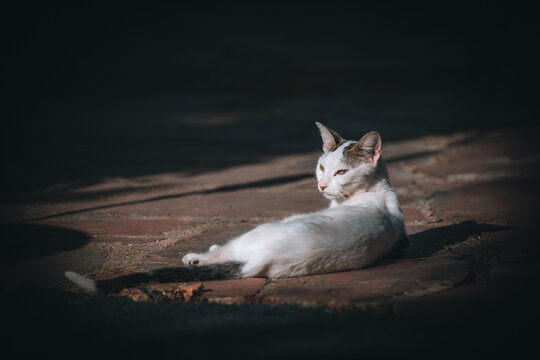 Skinny Cat