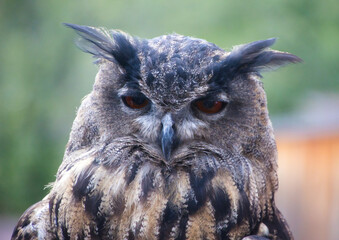 Uhu  (Bubo bubo)