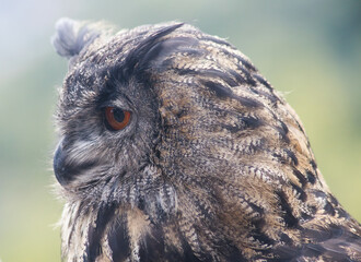 Uhu  (Bubo bubo)