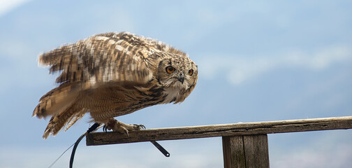 Uhu  (Bubo bubo)