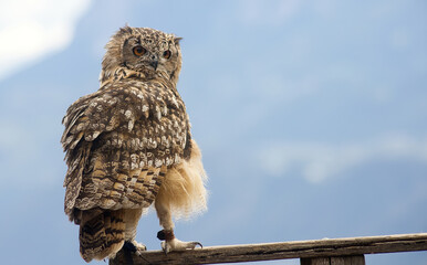 Uhu  (Bubo bubo)