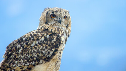 Uhu  (Bubo bubo)