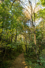Autumn. Colorful leaves on the trees in the park. Selective focus.