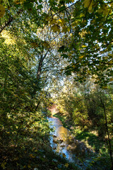 Autumn. Colorful leaves on the trees in the park. Selective focus.
