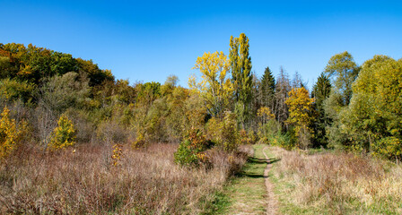 Obraz premium Autumn. Colorful leaves on the trees in the park. Selective focus.