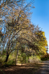 Fototapeta premium Autumn. Colorful leaves on the trees in the park. Selective focus.