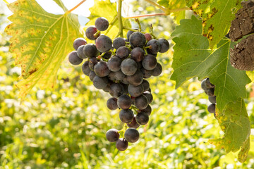 bunch of grapes on vine