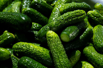 Fresh ripe cucumbers as background, closeup. Pickling vegetables