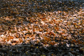 autumn leaves on the ground