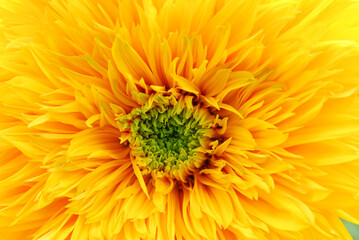 close up of yellow flower