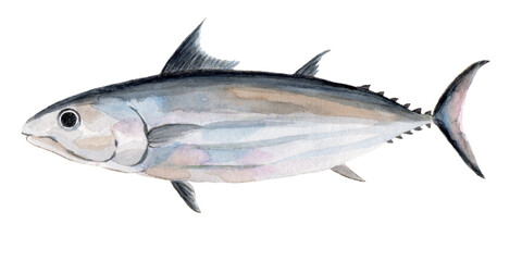 カツオ　手描き水彩画