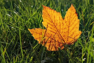Beautiful fallen leaf among green grass outdoors on sunny autumn day, closeup. Space for text