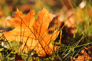 Beautiful fallen leaf among green grass outdoors on sunny autumn day, closeup