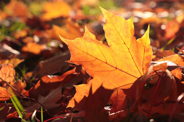 Naklejka na ściany i meble Pile of beautiful fallen leaves outdoors on sunny autumn day, closeup