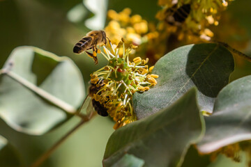 European dark bee, a honey bee sub-species Apis mellifera. Western honey bee pollinating carob tree flower. Decline of bees due to climate change. - obrazy, fototapety, plakaty