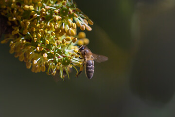 European dark bee, a honey bee sub-species Apis mellifera. Western honey bee pollinating carob tree flower. Decline of bees due to climate change. - obrazy, fototapety, plakaty