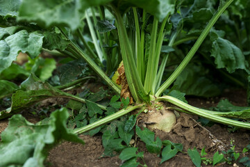 White beet plants with green leaves growing in soil, closeup