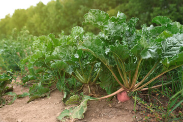 Beautiful beet plants with green leaves outdoors