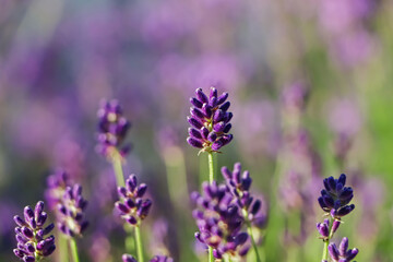 Naklejka premium Closeup view of beautiful lavender in field on sunny day