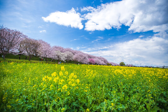 埼玉県　幸手権現堂桜堤・満開の桜と菜の花畑
