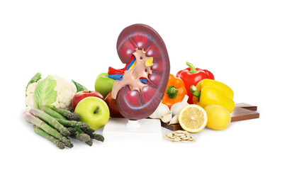 Kidney model and different healthy products on white background