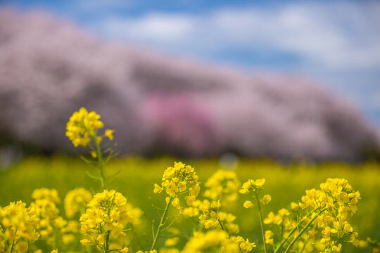 菜の花イメージ の画像 4 036 件の Stock 写真 ベクターおよびビデオ Adobe Stock