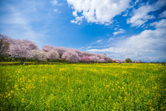 菜の花イメージ の画像 4 036 件の Stock 写真 ベクターおよびビデオ Adobe Stock